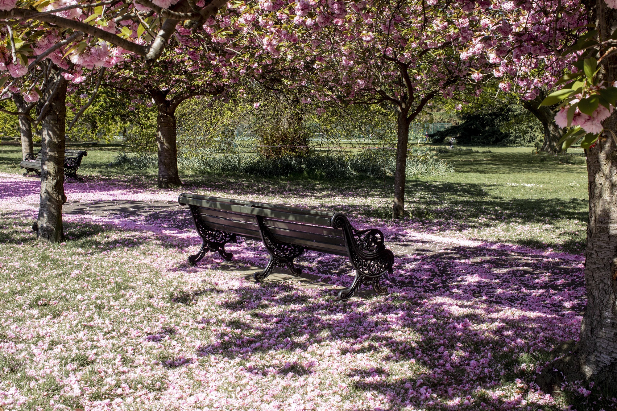 UK, London, Bench and blooming cherry trees in Greenwich park